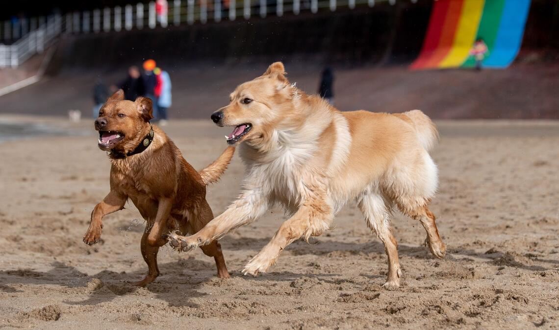 Stürmisches Wetter in Dangast: Bruno und Odie toben am Jadebusen.