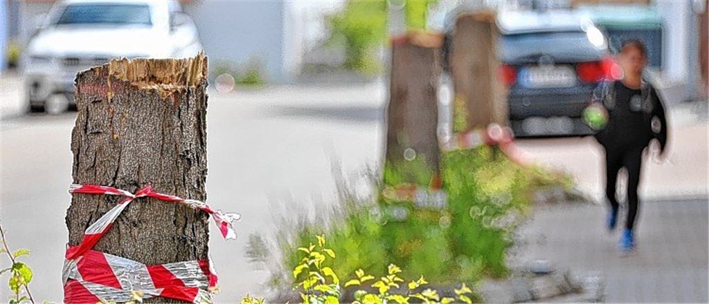 Stadt will um jeden Baum kämpfen