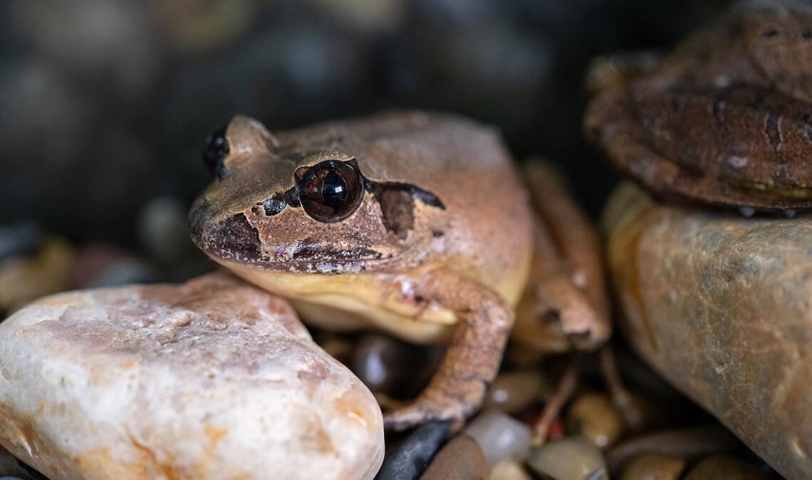 Südliche Stotterfrösche sind in freier Wildbahn vom Aussterben bedroht.