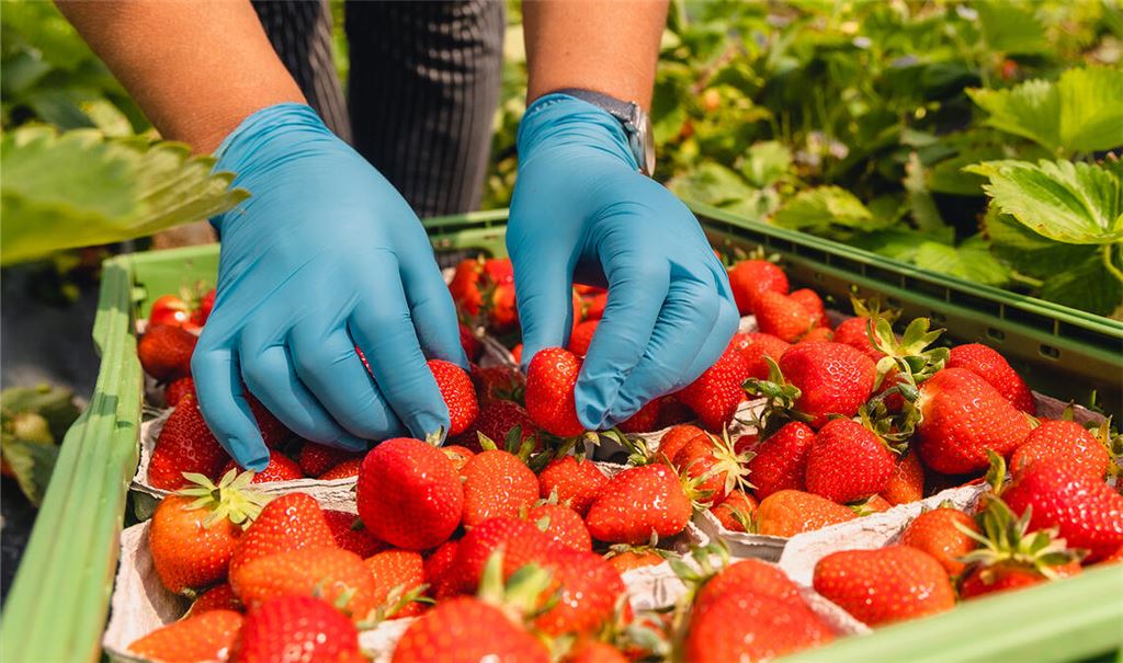 Süß und lecker: frisch gepflückte Erdbeeren. Die Arbeit, die hinter der Ernte steckt, ist allerdings hart, sagt die Agrar-Gewerkschaft IG BAU Nordbaden. Sie appelliert an die Landwirte im Enzkreis, auf faire Löhne und anständige Unterkünfte für die Helfer zu achten.Foto: IG BAU/Göricke