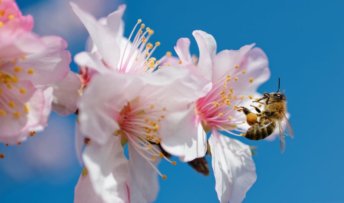 Summ, summ, summ: Eine Biene fliegt zur Blüte eines Mandelbaums in Rheinland-Pfalz.