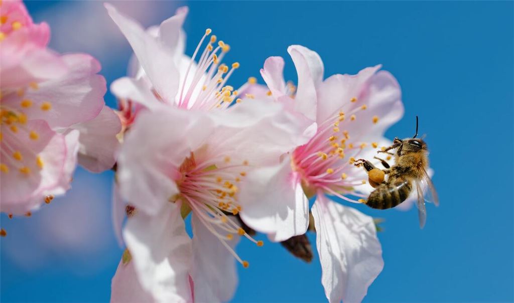 Summ, summ, summ: Eine Biene fliegt zur Blüte eines Mandelbaums in Rheinland-Pfalz.