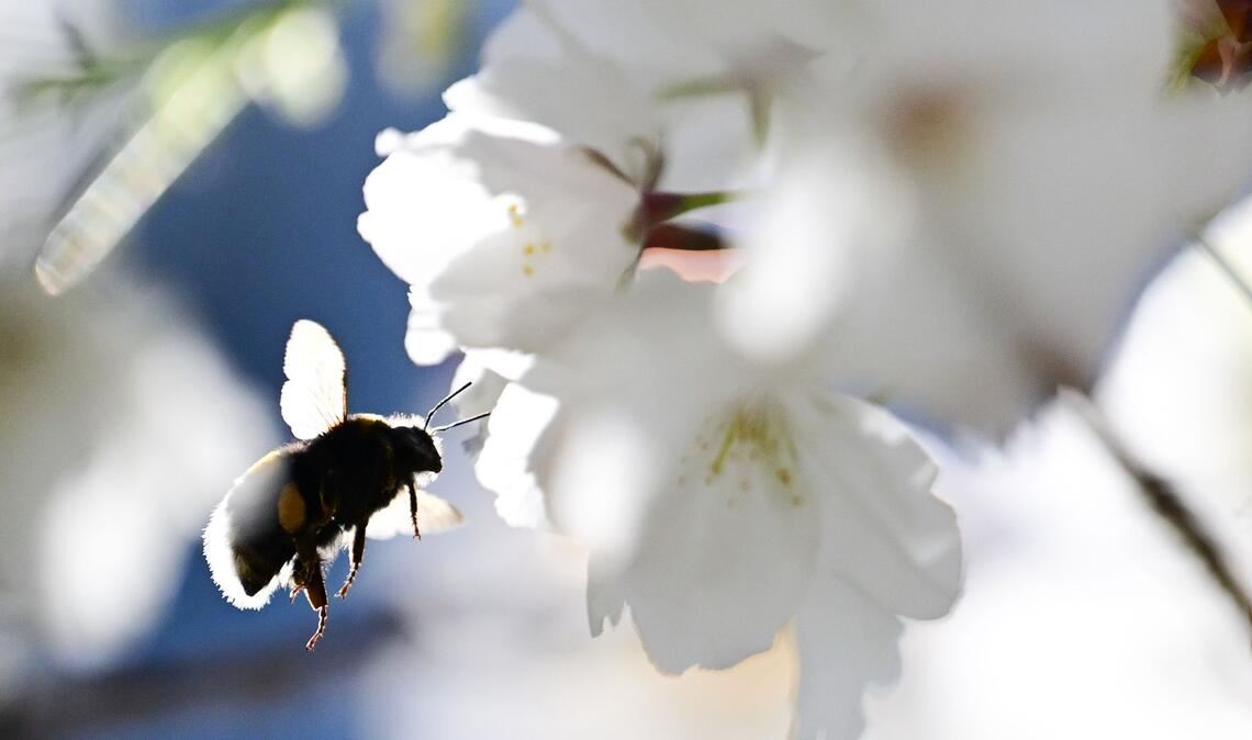Summen im Gegenlicht: Eine Hummel fliegt zu einer Blüte einer Zierkirsche.