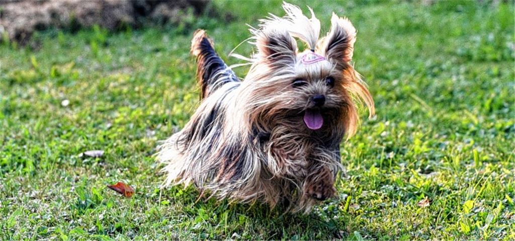 Kleine Herzensdiebin braucht viel Pflege