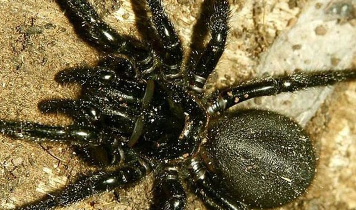 Sydney-Trichternetzspinn (Atrax robustus): Sie gilt als die giftigste  Spinne der Welt. Ein Biss des in Australien vorkommenden Krabbeltieres führt zu schweren Nervenschäden und zum Tod. Das Gift lähmt die Muskulatur und Atmung. Wenn es das Herz erreicht, ist es für jede Hilfe zu spät.