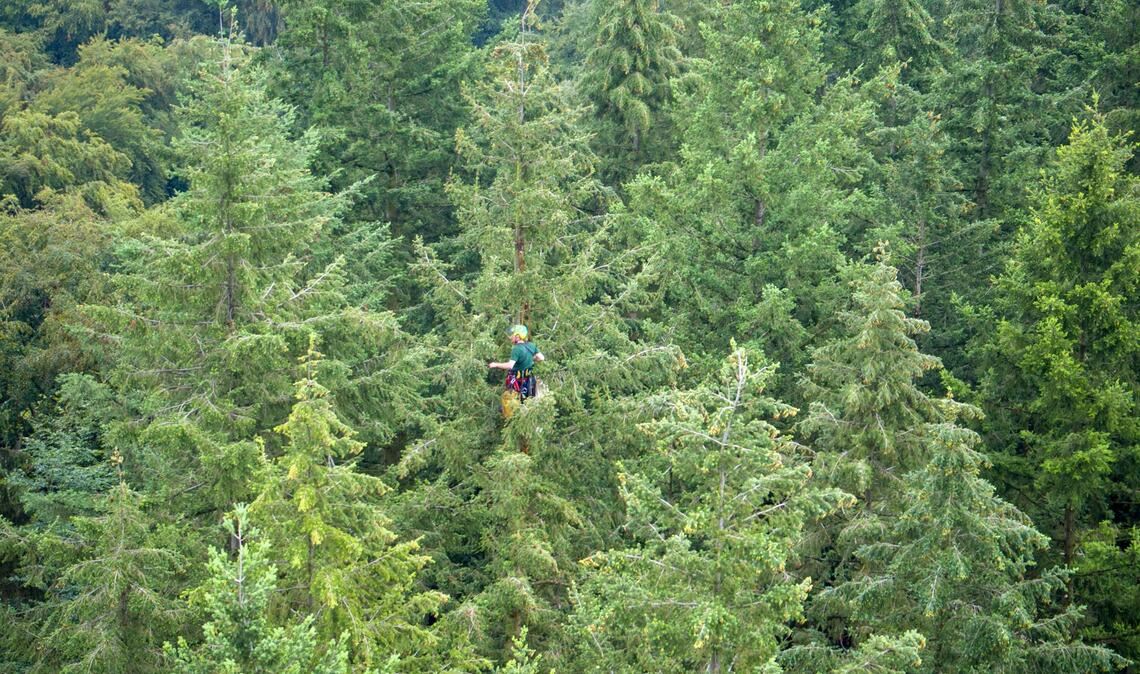 Symbolbild von Douglasien: „Waldtraut vom Mühlwald“ ist Deutschlands höchster Baum.