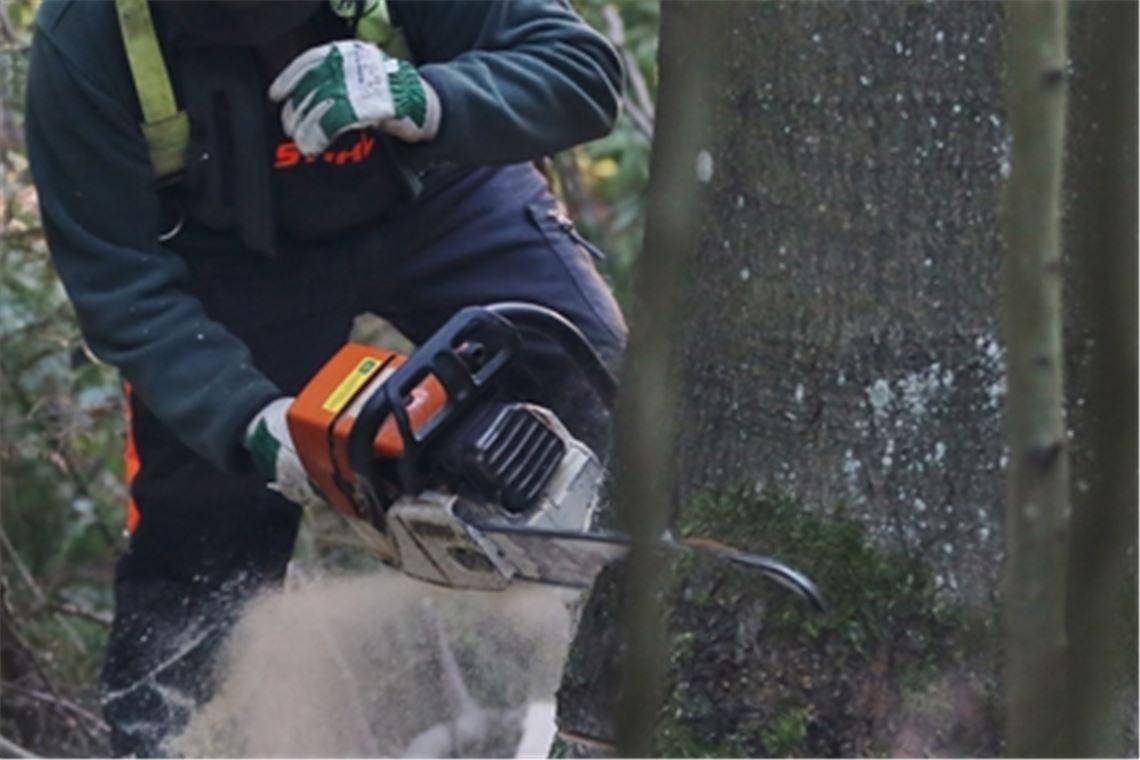 Unfall bei Illingen: 38-Jähriger von Baum erschlagen Symbolfoto: Archiv