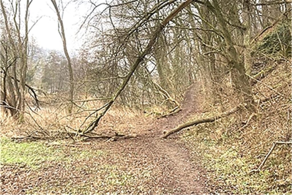Szene aus dem Gebiet an der Enz zwischen Dürrmenz und Enzberg: Immer wieder kommt es vor, dass geschwächte und entwurzelte Bäume auf dem Fußweg landen. Foto: privat