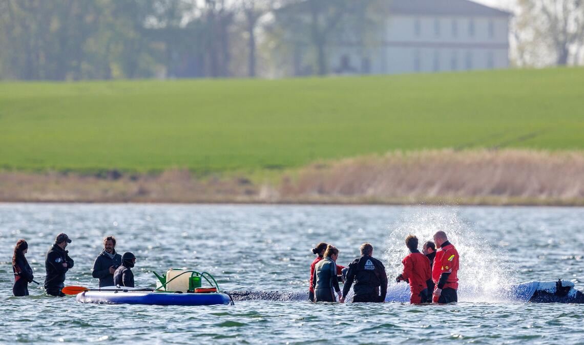 Täglich über Stunden ist direkt am Buckelwal vor der Insel Poel Getöse und Gewusel.