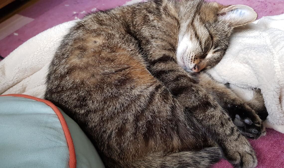 Hundertdreiundzwanzig Tag drei nach der Rückkehr: Fidelio schläft wieder im heimischen Bett. Foto: privat