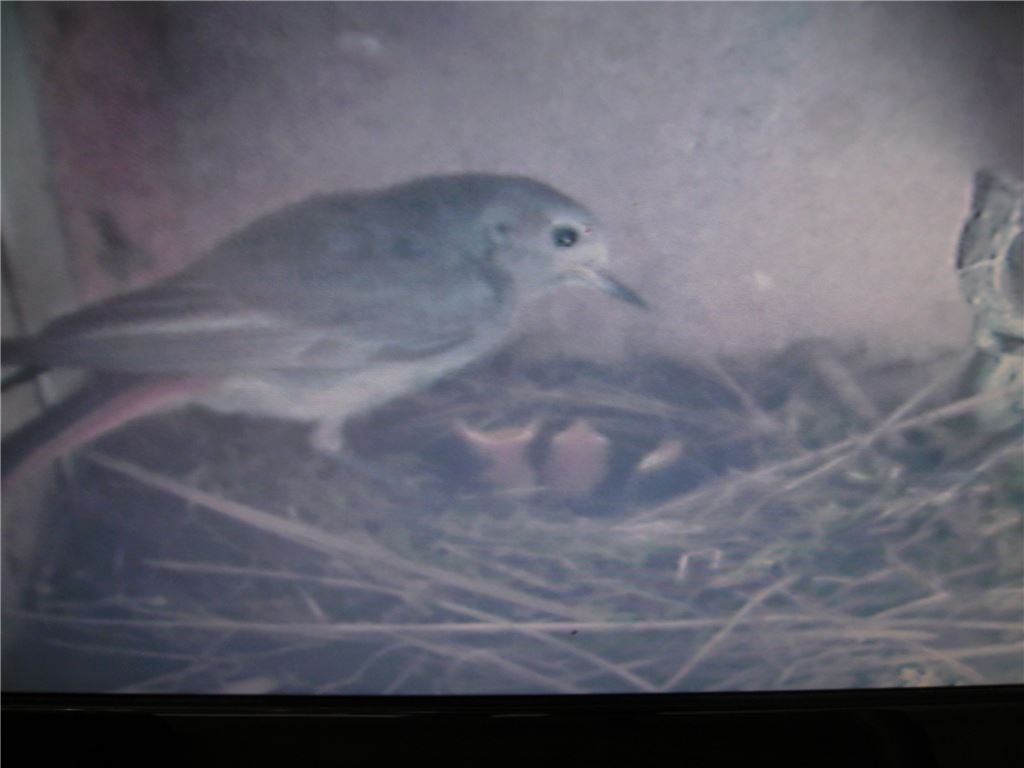Tag vier: Um die Mittagszeit recken sich drei hungrige Schnäbelchen in die Höhe. Foto: Becker