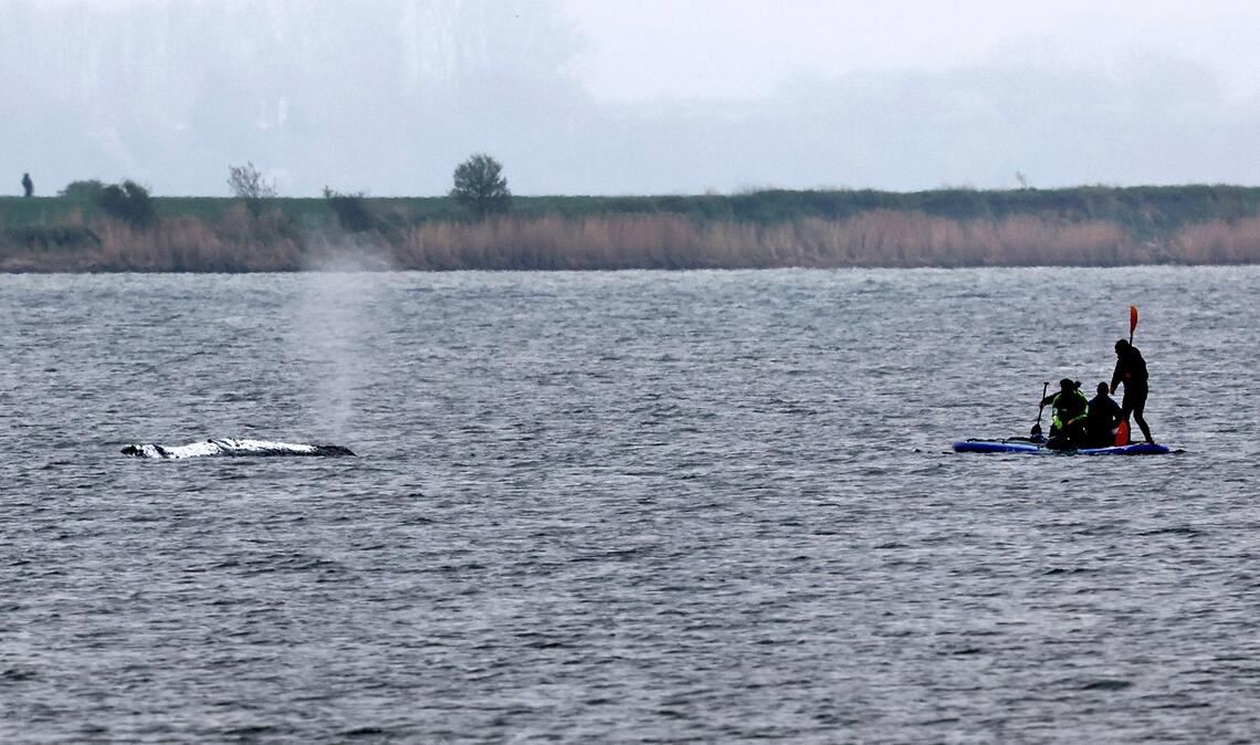 Tag vier der Rettungsaktion - unter anderem wurde eine Rinne vom tieferen Wasser zum Wal hergestellt, indem  Schlick weggesaugt wurde.