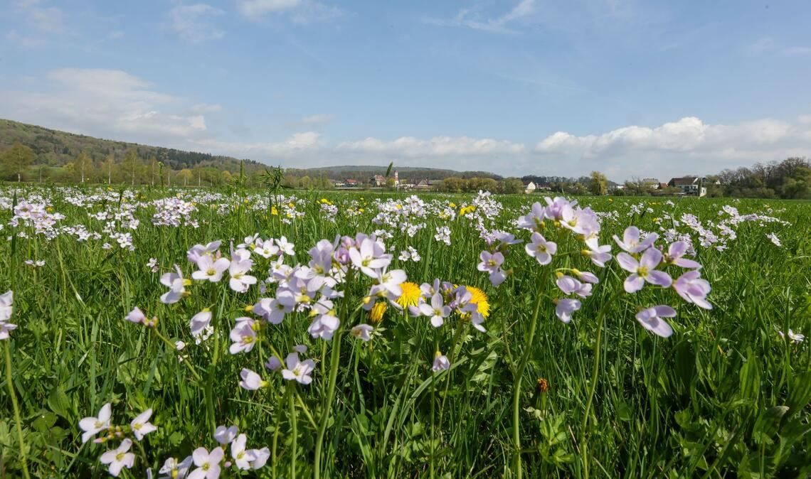 Tagsüber soll es frühlingshaft mild werden - nachts dagegen frostig.
