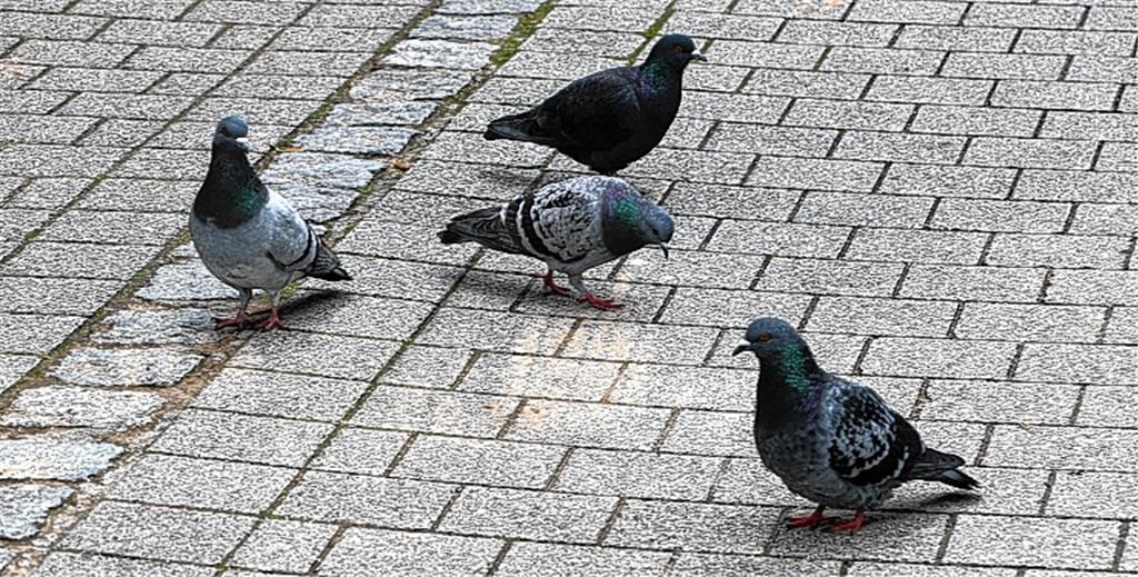 Falsche Tierliebe kostet Geld