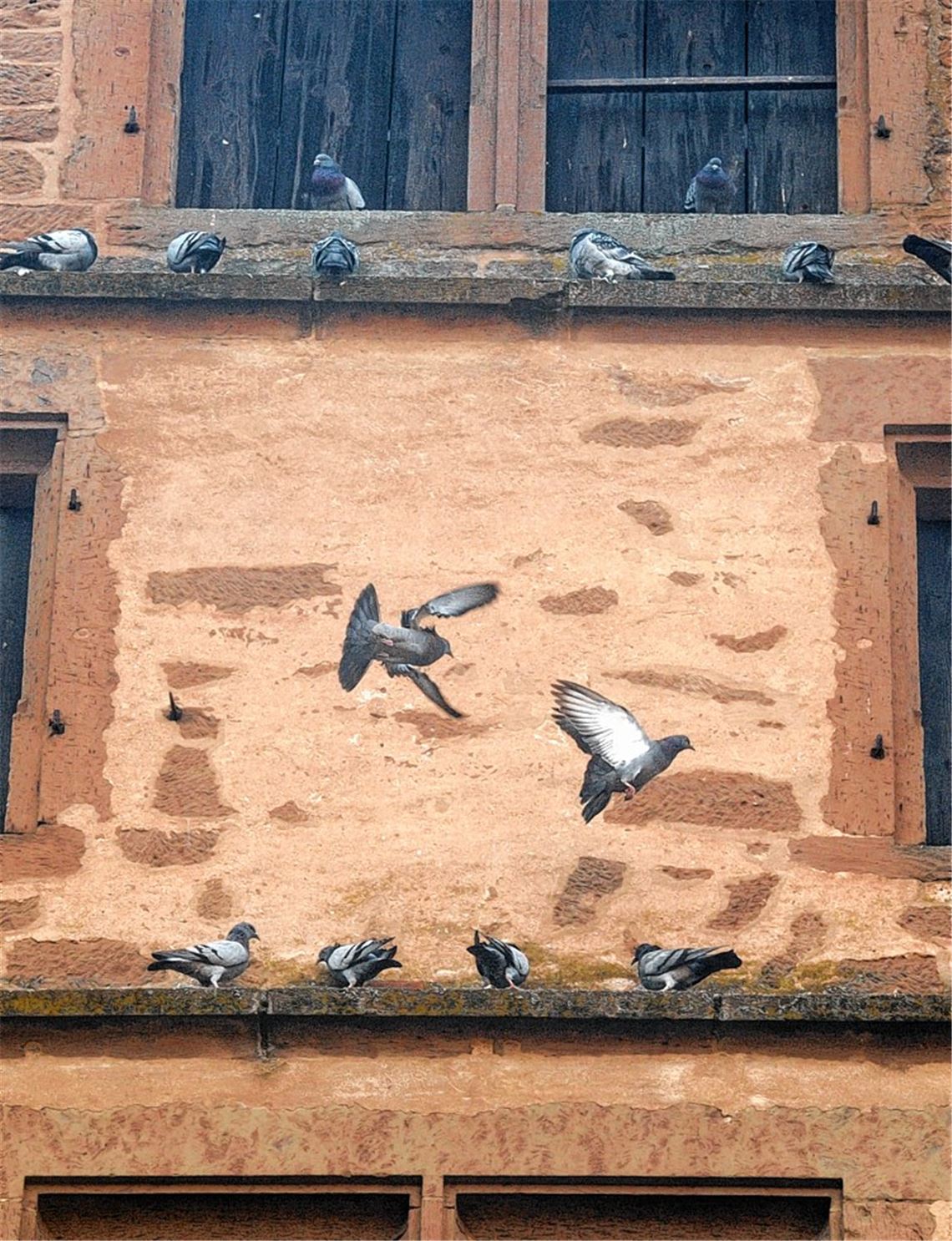 Fake-Eier gegen Tauben im Kloster