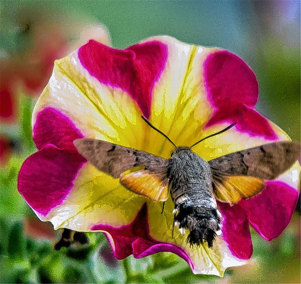 Flugkünstler verblüfft Beobachter
