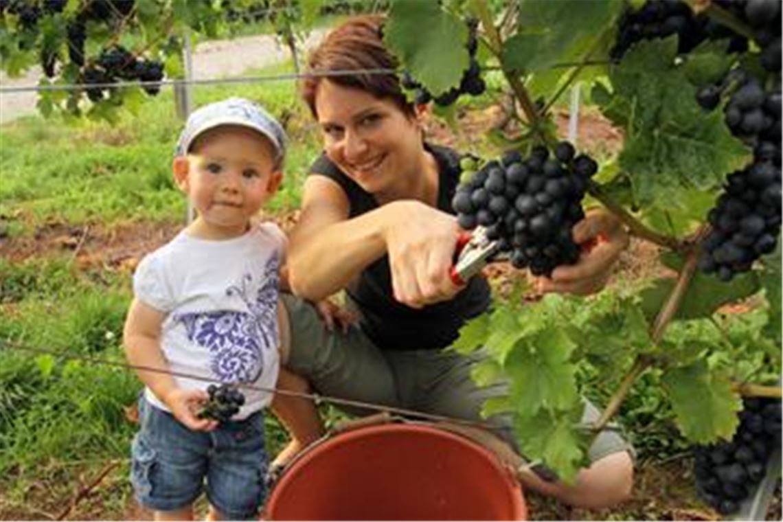 Teamwork der Generationen: Yvonne Wolß und ihre 15-monatige Tochter Carlotta helfen im Weinberg von Opa Karl Schäfer bei der Weinlese.  Fotos: Hansen