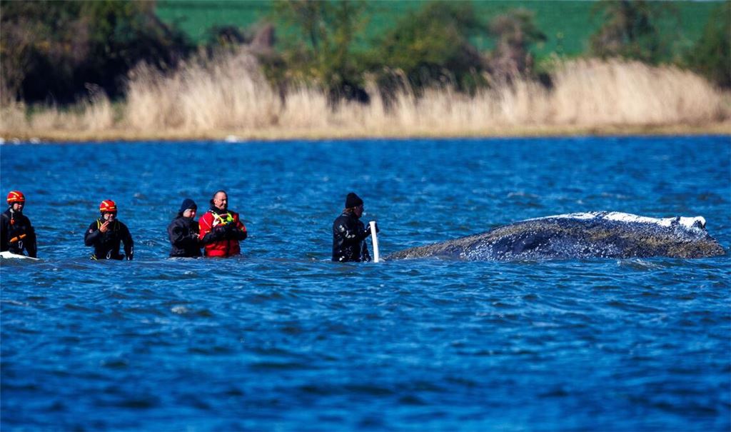Teils war ein mehrköpfiges Team direkt beim Wal im Einsatz.