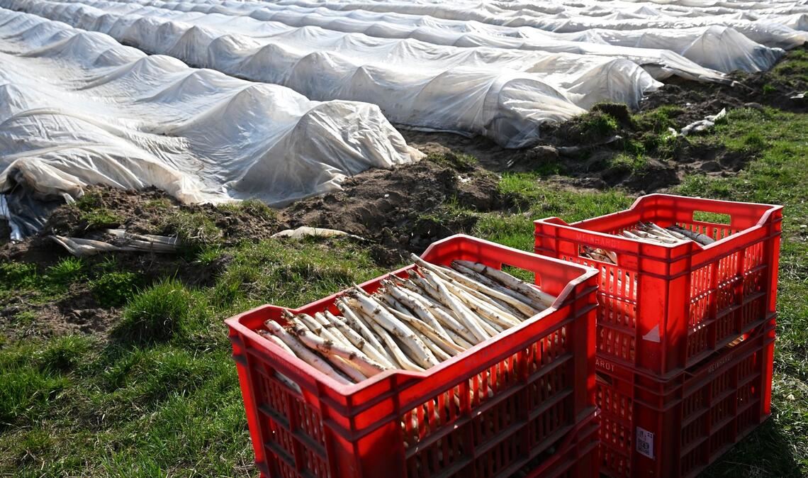 Teure Handarbeit: Spargelanbau in Deutschland. (Archivbild)