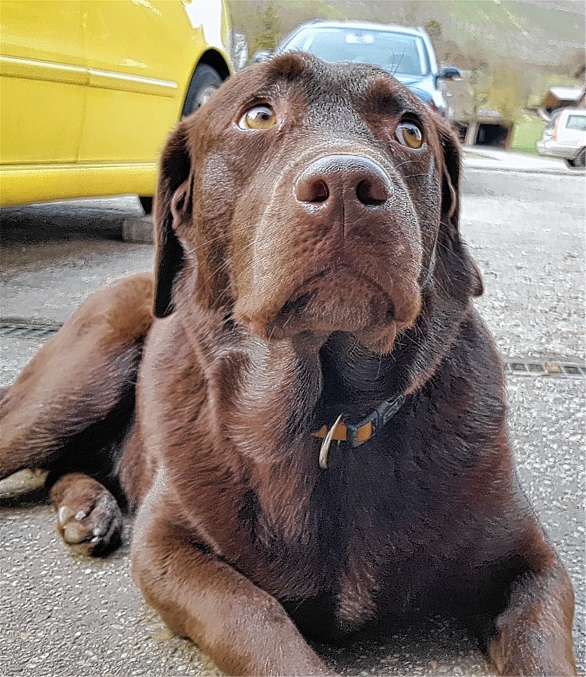 Hundesteuer steigt – aber moderat