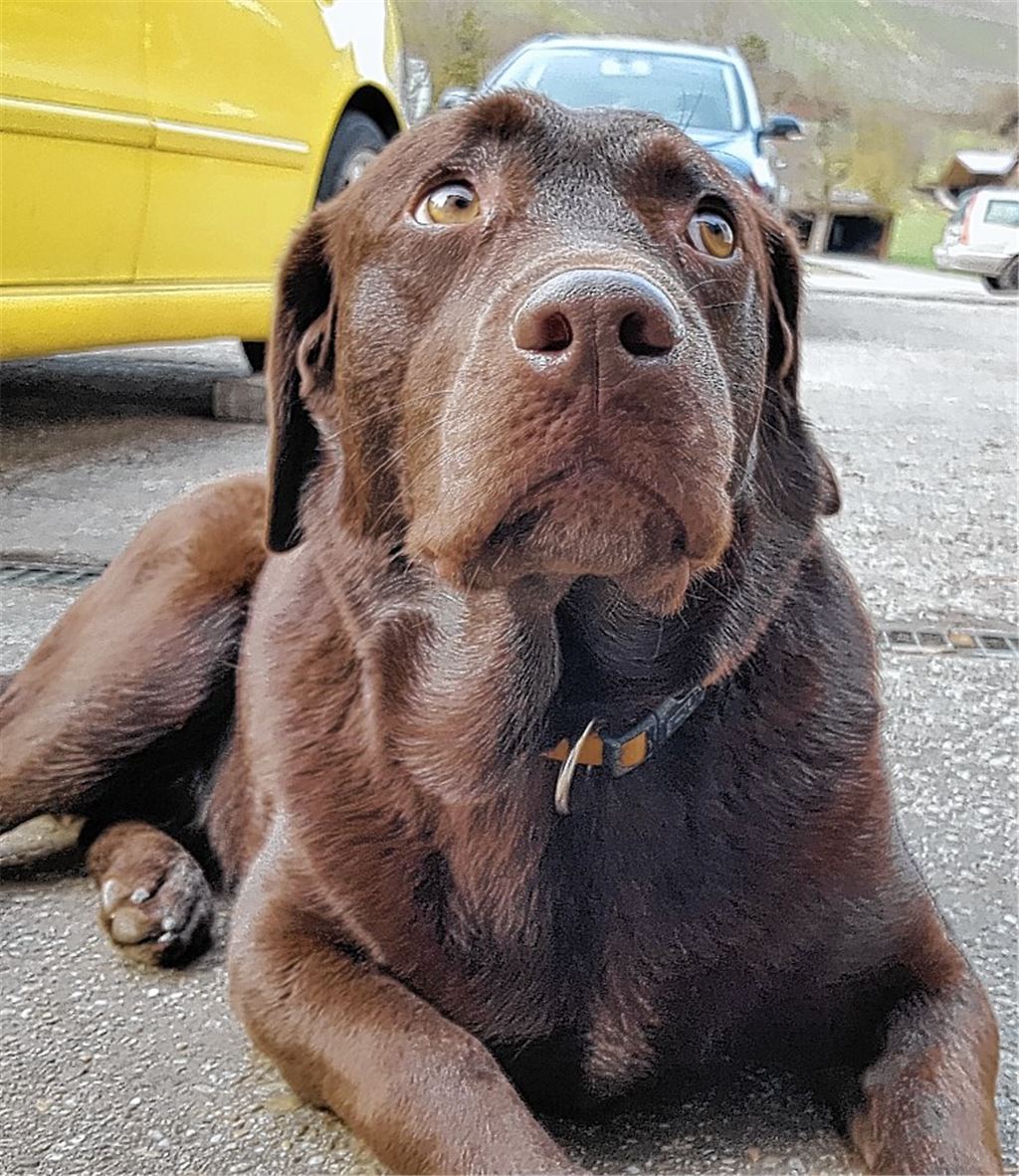 Hundesteuer steigt – aber moderat