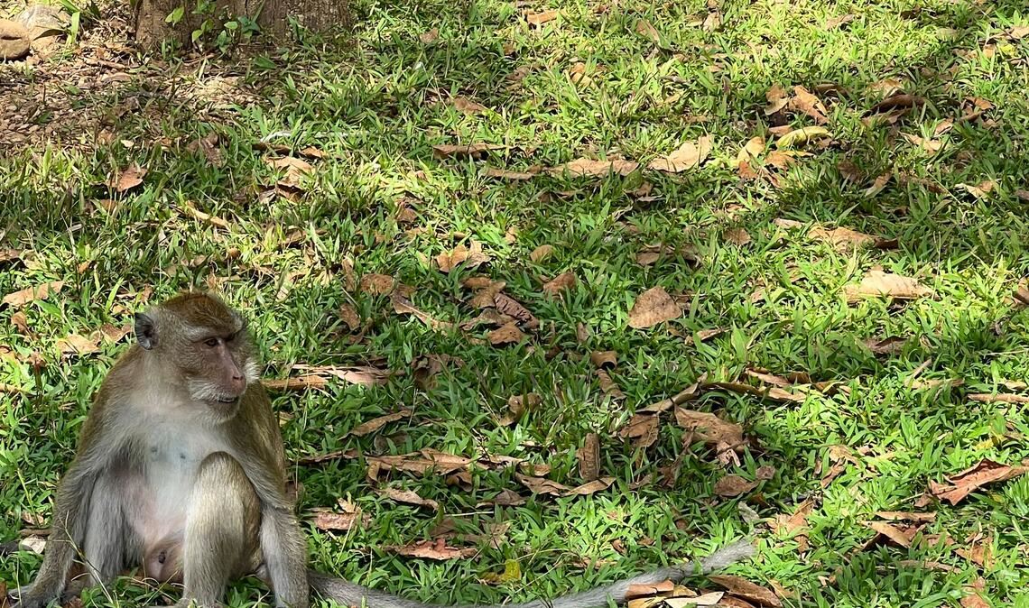Thailändische Behörden haben Dutzende Affen befreit. (Archivbild)