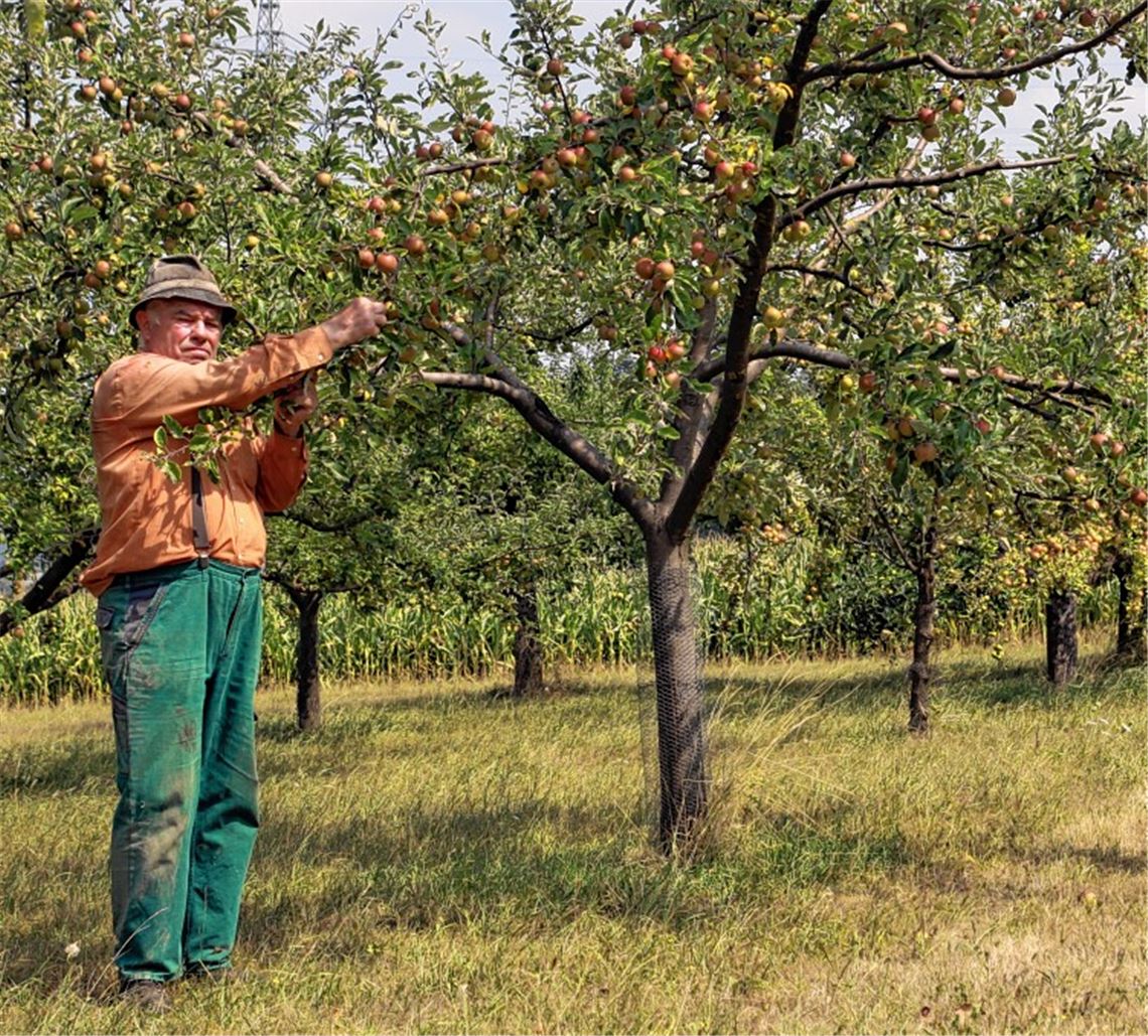 Obstbäume sind einer Tortur ausgesetzt Theo Bellon wässert seine rund hundert Obstbäume derzeit ausgiebig. Dennoch erleiden sowohl die Äpfel (oben) als auch die Blätter (unten) „Sonnenbrände“.