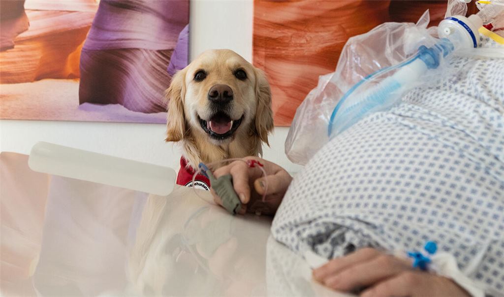Therapiehund „Mate“ im Einsatz. Foto: RKH Gesundheit/Benjamin Stollenberg