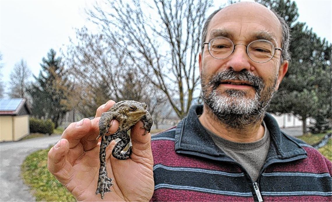 Thomas Köberle zeigt seine „Pflegekröte“, die bei einer Einsammelaktion verletzt gefunden wurde und sich jetzt in Ruhe erholen darf.