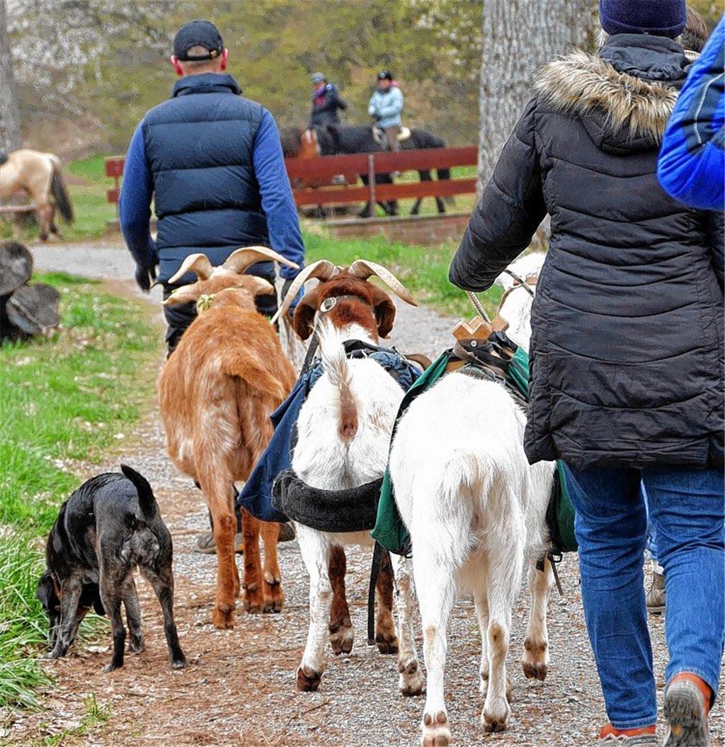 Im Gänsemarsch den Ziegen hinterher