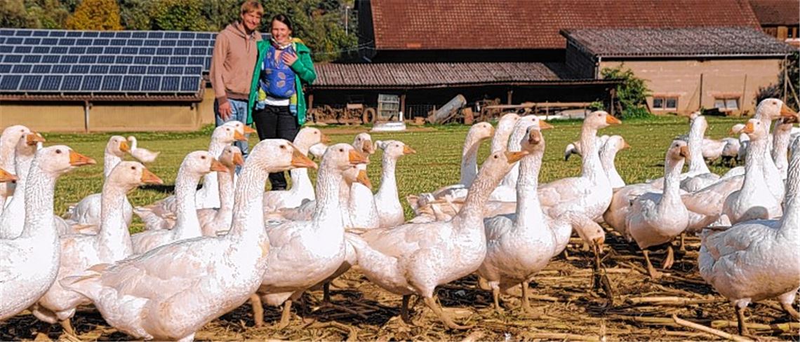 Thomas und Sina Aichele halten in Lomersheim rund 400 Gänse.
