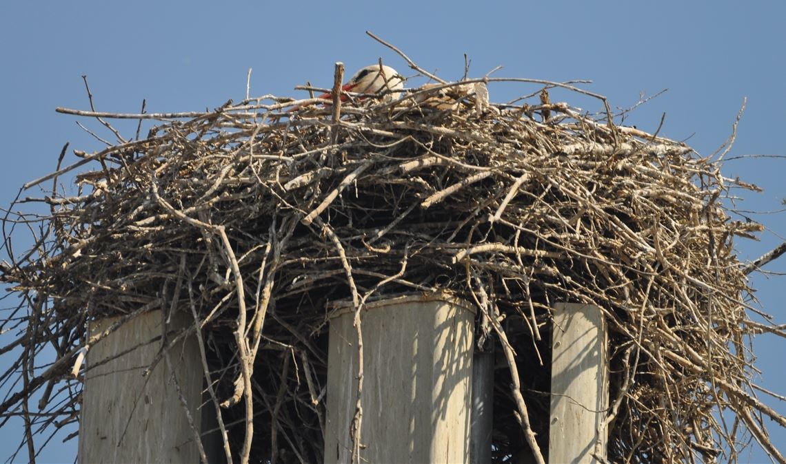 Störche warten wohl vergeblich auf Kinder Tief in der Nestmulde brütet ein Storch, doch ein Erfolg hat sich bisher nicht eingestellt. Foto: Dr. Stefan Bosch