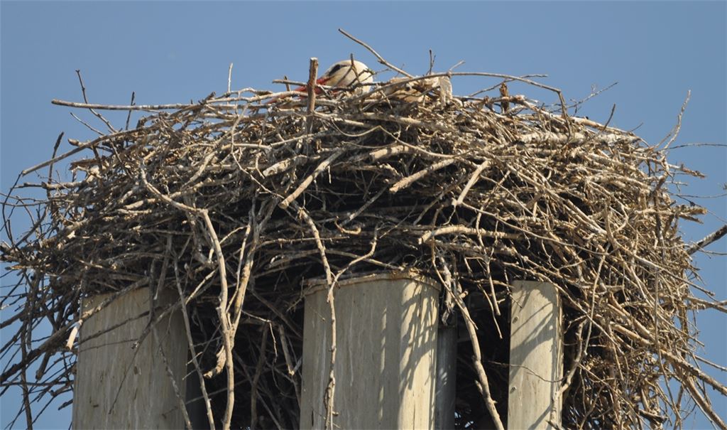 Tief in der Nestmulde brütet ein Storch, doch ein Erfolg hat sich bisher nicht eingestellt. Foto: Dr. Stefan Bosch