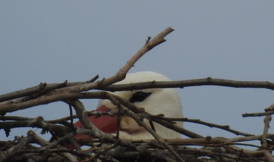 Tief in der Nestmulde sitzend, ist dieser Storch kaum zu erkennen. Doch das Geschehen auf dem Bauhofgelände haben Experten und Fans genau im Blick. Foto: Bosch