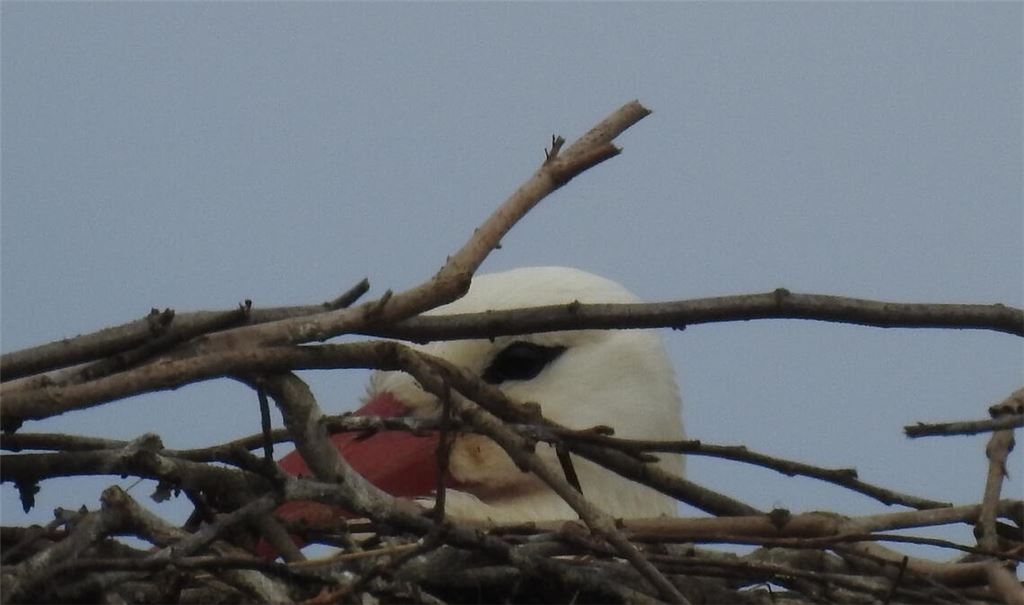 Tief in der Nestmulde sitzend, ist dieser Storch kaum zu erkennen. Doch das Geschehen auf dem Bauhofgelände haben Experten und Fans genau im Blick. Foto: Bosch