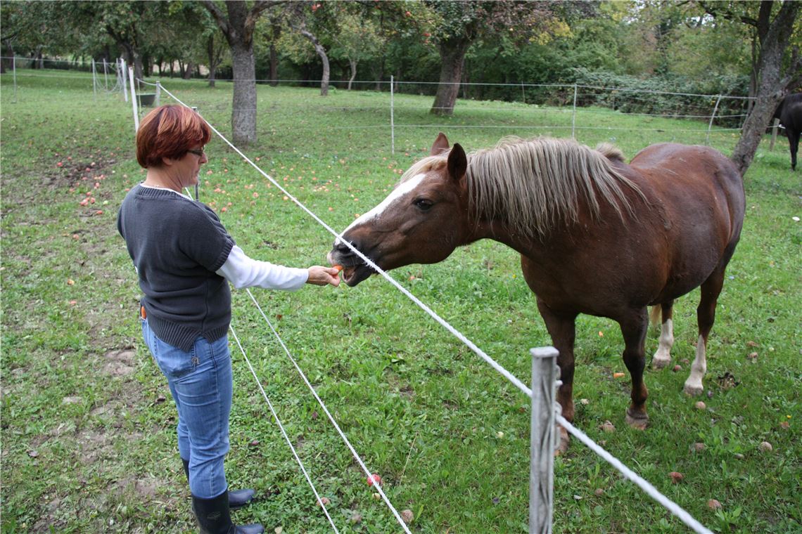 Tierärztin Karin Bührle zeigt, was Spaziergänger nicht tun sollten: durch den Zaun greifen und Pferde füttern.  Foto: Mummert