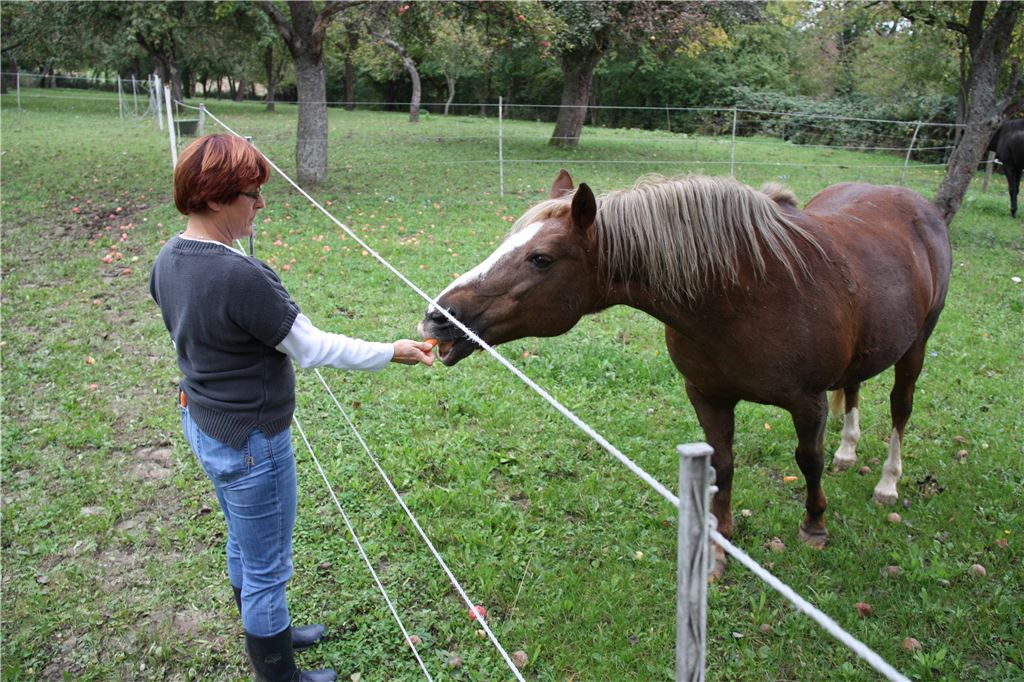 Tierärztin Karin Bührle zeigt, was Spaziergänger nicht tun sollten: durch den Zaun greifen und Pferde füttern.  Foto: Mummert
