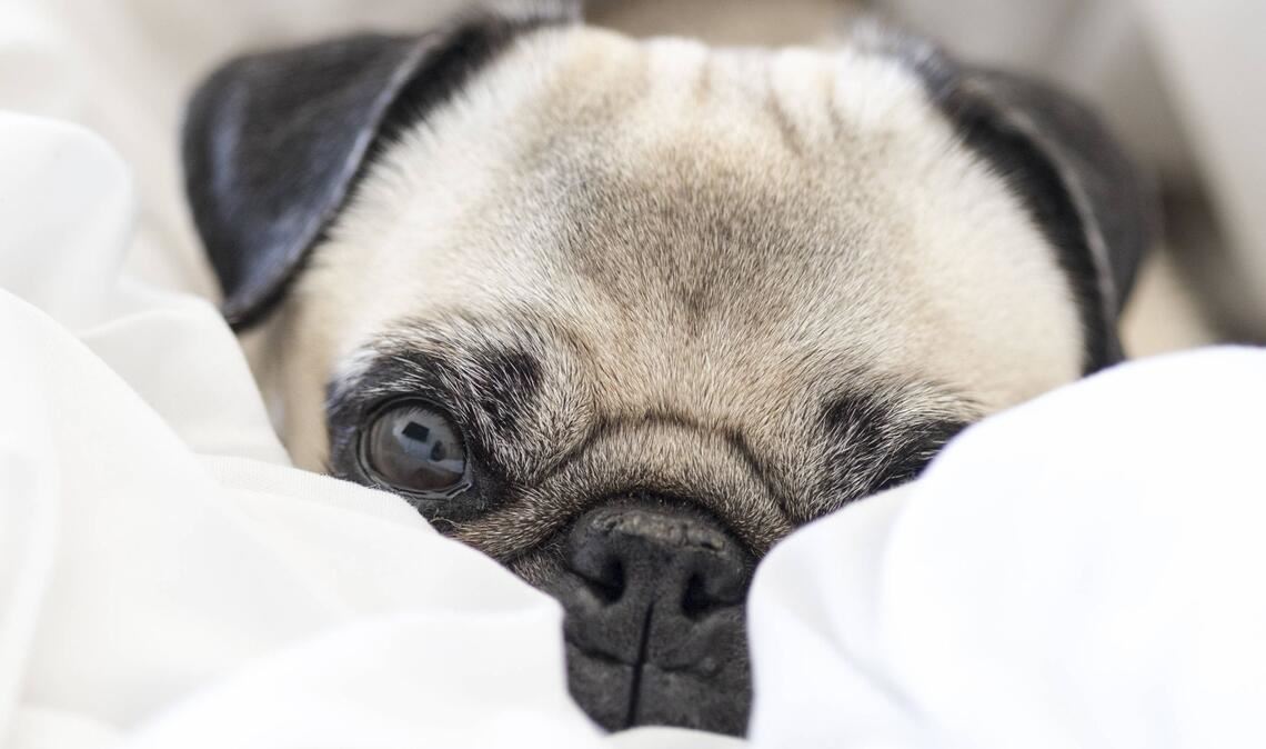 Tiere im Bett? Muss man mögen! Tiere im Himmel? Kann gar nichts anders ein!