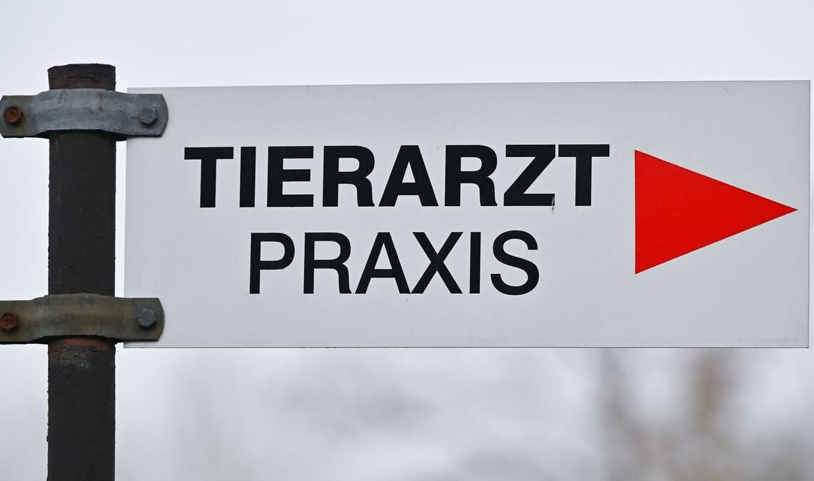 Tierheime beklagen höhere Kosten bei der Behandlung von Tieren. (Symbolbild)