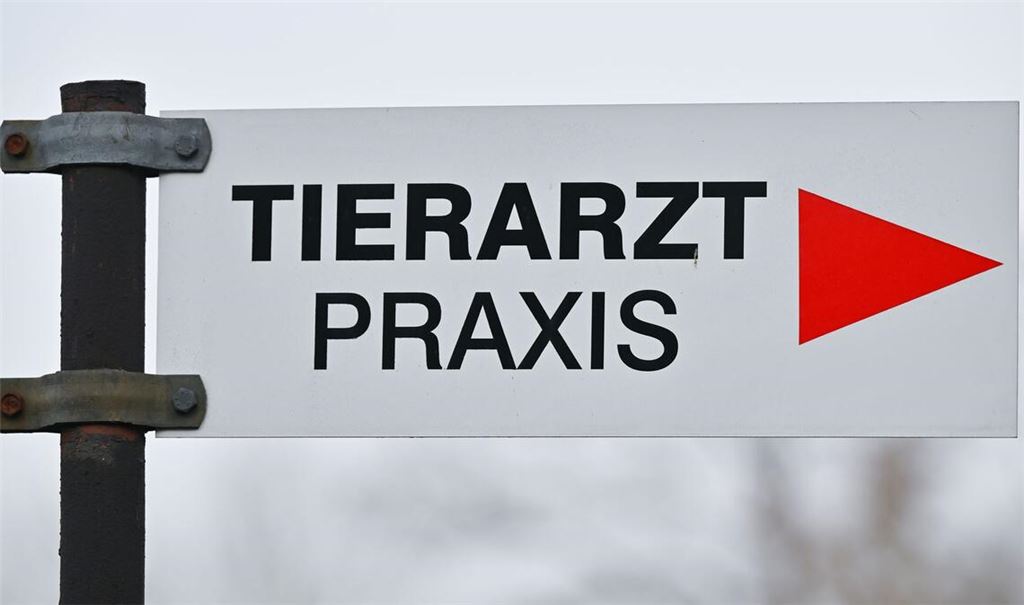 Tierheime beklagen höhere Kosten bei der Behandlung von Tieren. (Symbolbild)