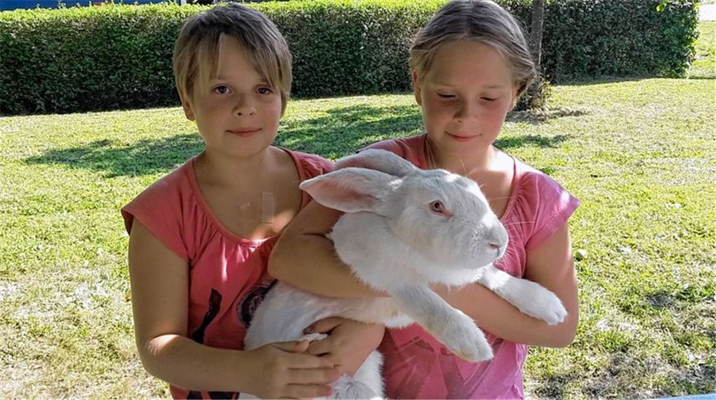 Hindernisparcours mit Kaninchen