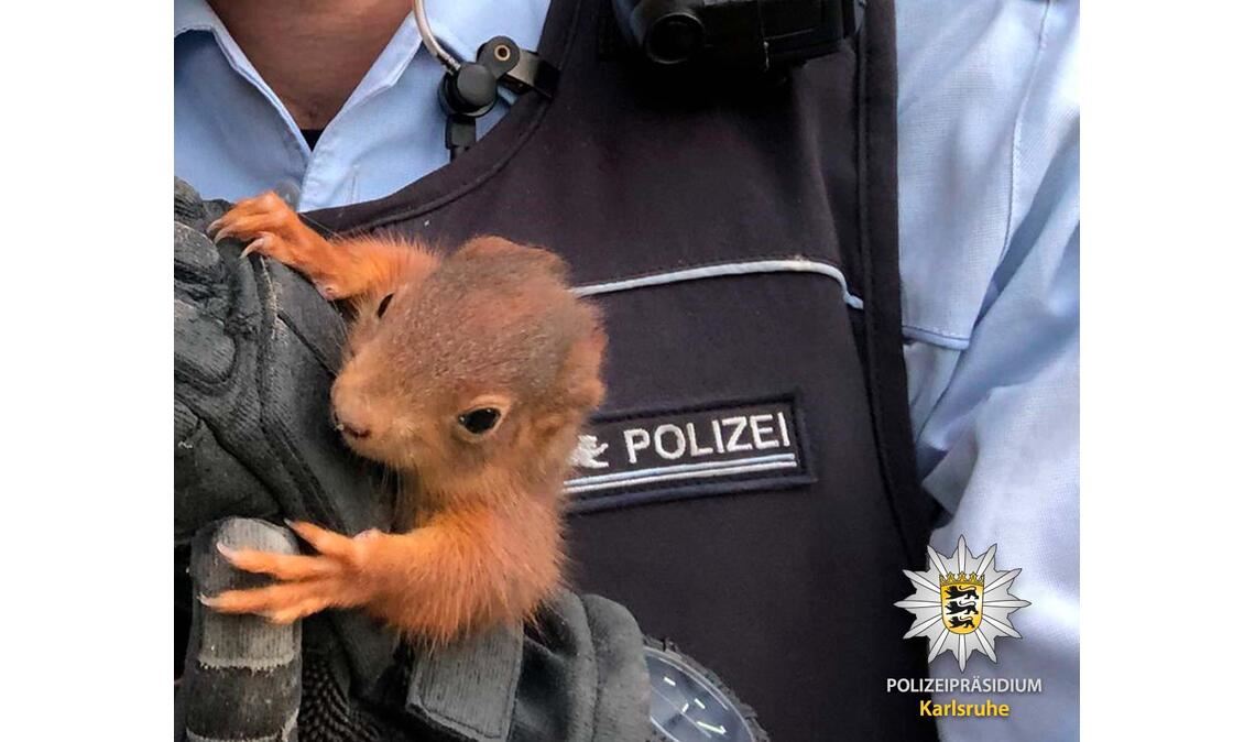 Tierisch süßer Einbrecher. Foto: pol