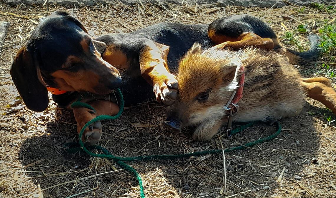Tierisch viel los bei Kärchers! Frischling Fred fühlt sich auch bei den Hunden der Familie wohl. Das verletzte Reh Böckle trinkt am liebsten noch aus der Flasche. Fotos: privat, Recken