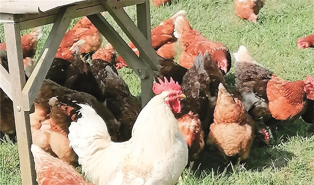 Tierische Idylle: Das Federvieh der Binders lebt im Freien und ist nicht nur zu Ostern als Eierlieferant gefragt. Die niedlichen Osterlämmer (unten) wiederum sind bis auf weiteres „nur zum Angucken“ da. Fotos: privat