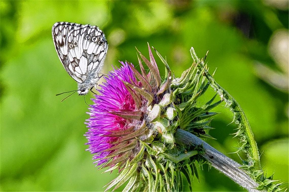 Sommerzeit