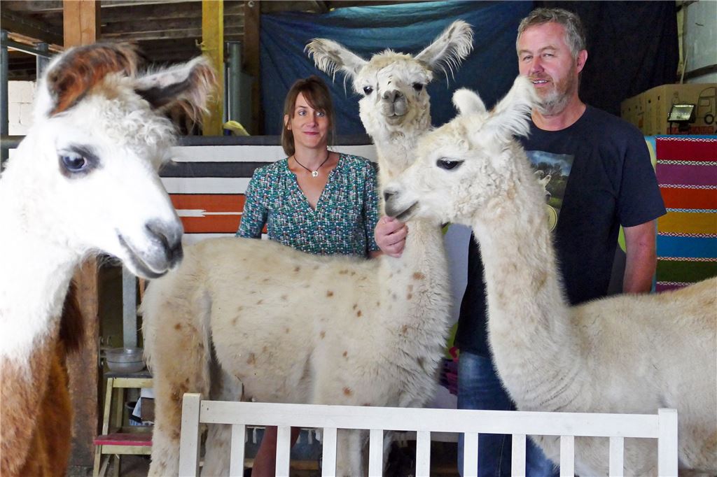 910_0008_176677_ro_Lamas_1