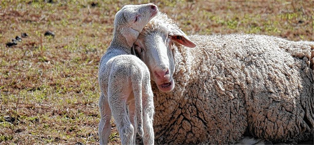 Tierliebe.Klaus Dolt