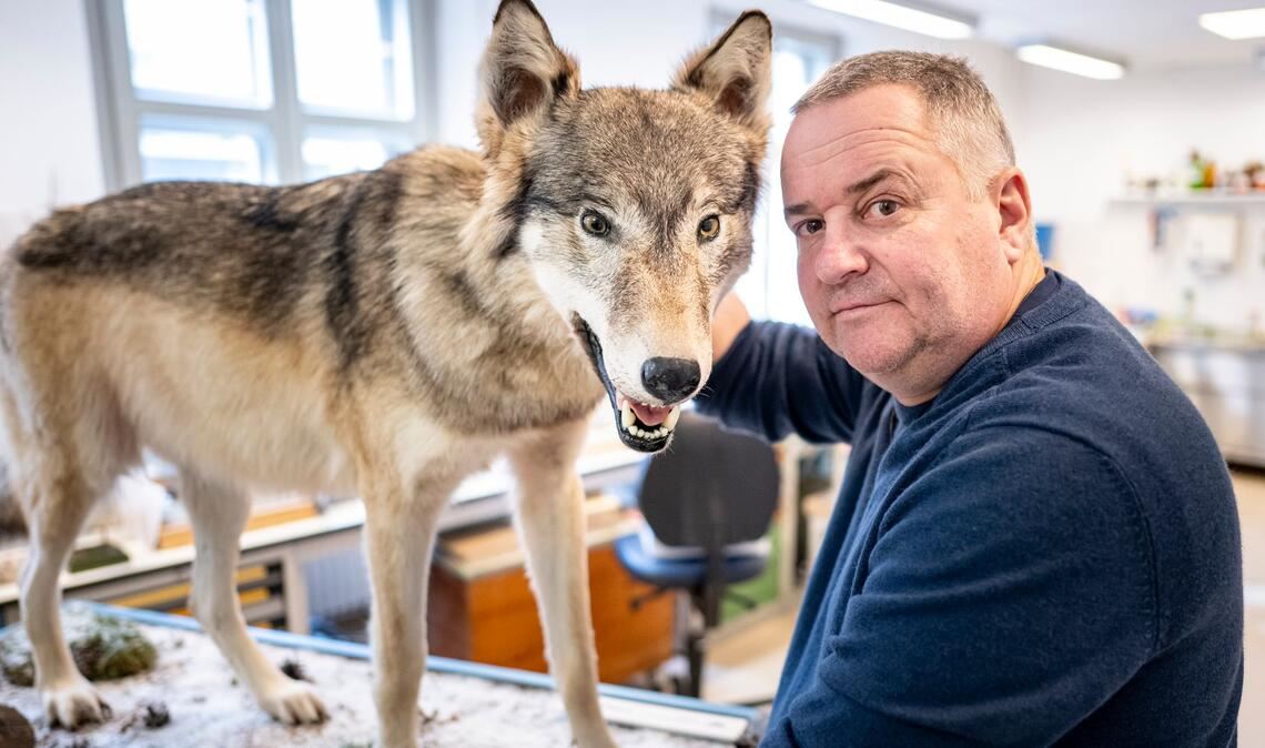 Tierpräparator Christian Blumenstein mit Wölfin "Bella".