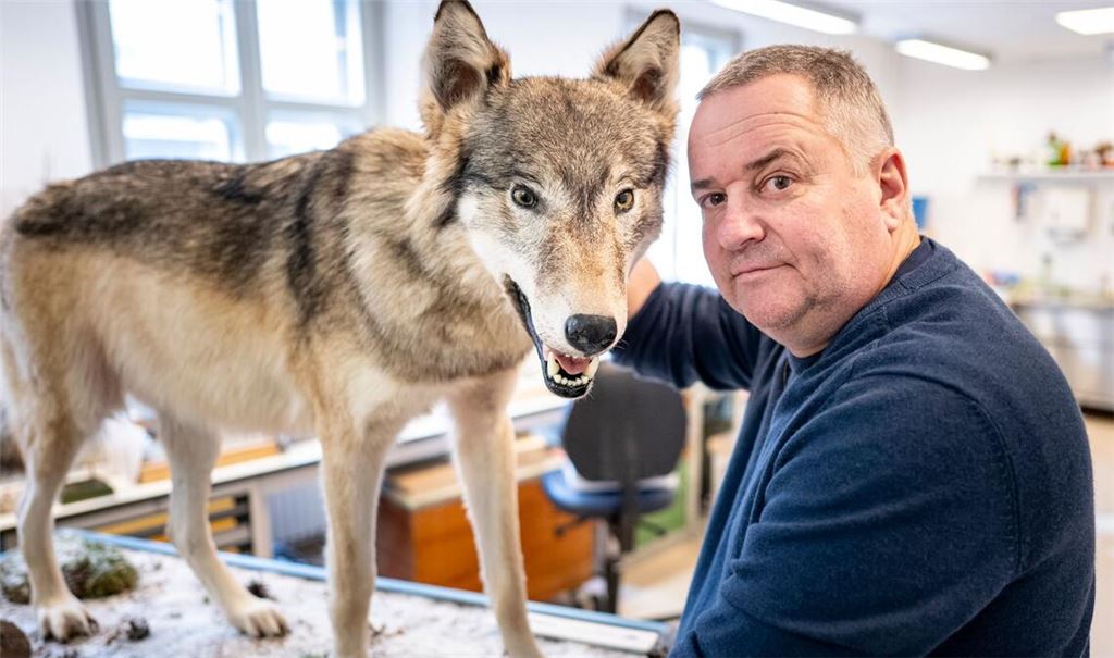 Tierpräparator Christian Blumenstein mit Wölfin "Bella".