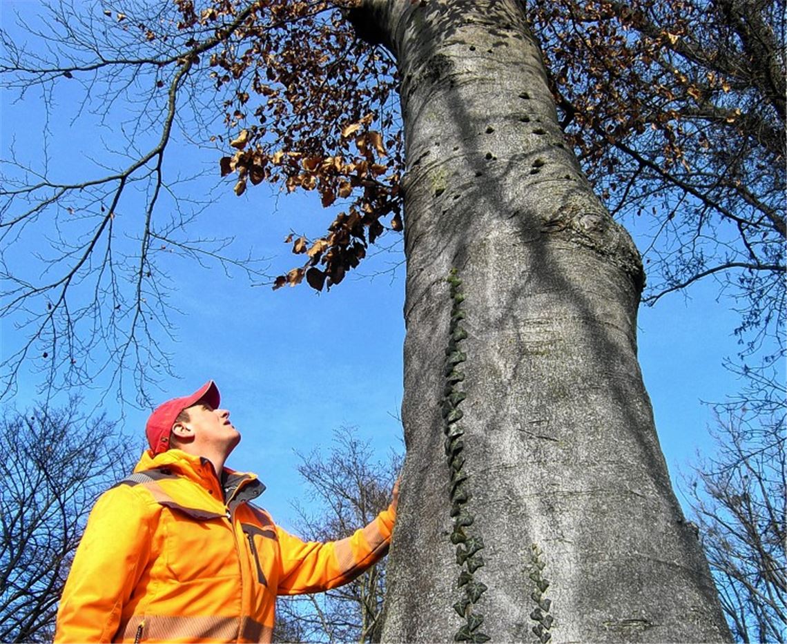 Tobias Gerweck begutachtet eine der Buchen auf dem Knittlinger Friedhof. An der Wurzel entdeckt er kleinere Verletzungen. „Nicht dramatisch“, lautet das Urteil des zertifizierten Fachmanns.